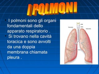 
I polmoni sono gli organi
fondamentali dello
apparato respiratorio .

Si trovano nella cavità
toracica e sono avvolti
da una doppia
membrana chiamata
pleura .
 