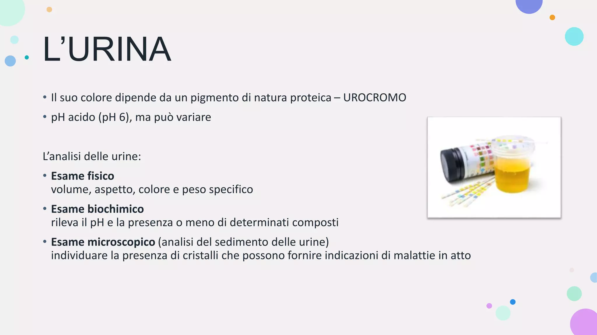 L'apparato_urinario.pptx