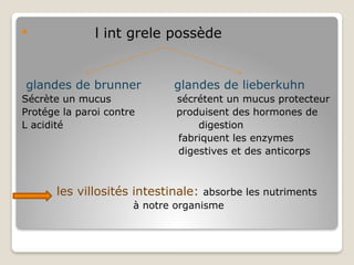  l int grele possède
glandes de brunner glandes de lieberkuhn
Sécrète un mucus sécrétent un mucus protecteur
Protége la paroi contre produisent des hormones de
L acidité digestion
fabriquent les enzymes
digestives et des anticorps
les villosités intestinale: absorbe les nutriments
à notre organisme
 