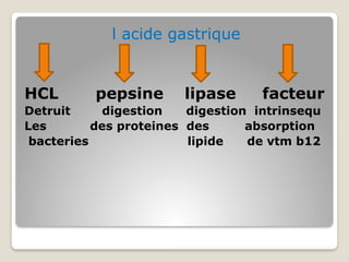 l acide gastrique
HCL pepsine lipase facteur
Detruit digestion digestion intrinsequ
Les des proteines des absorption
bacteries lipide de vtm b12
 