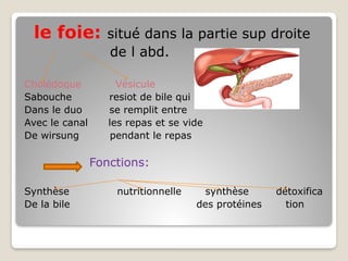 le foie: situé dans la partie sup droite
de l abd.
Cholédoque Vésicule
Sabouche resiot de bile qui
Dans le duo se remplit entre
Avec le canal les repas et se vide
De wirsung pendant le repas
Fonctions:
Synthèse nutritionnelle synthèse détoxifica
De la bile des protéines tion
 