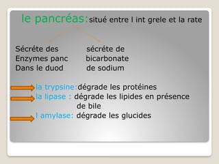 le pancréas:situé entre l int grele et la rate
Sécréte des sécréte de
Enzymes panc bicarbonate
Dans le duod de sodium
la trypsine:dégrade les protéines
la lipase : dégrade les lipides en présence
de bile
l amylase: dégrade les glucides
 