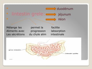  duodénum
 lintestin grele: jéjunum
 iléon
Mélange les permet la facilite
Aliments avec progression labsorption
Les sécrétions du chyle alim intestinale
 