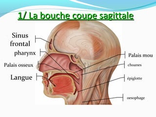 Sinus
frontal
pharynx
Langue
Palais osseux
Palais mou
oesophage
choanes
épiglotte
1/ La bouche coupe sagittale1/ La bouche coupe sagittale
 