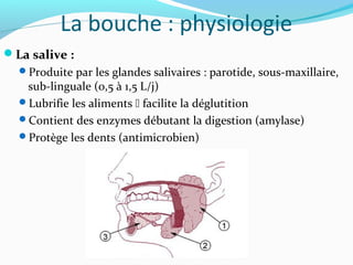 La bouche : physiologie
La salive :
Produite par les glandes salivaires : parotide, sous-maxillaire,
sub-linguale (0,5 à 1,5 L/j)
Lubrifie les aliments  facilite la déglutition
Contient des enzymes débutant la digestion (amylase)
Protège les dents (antimicrobien)
 
