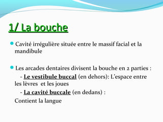 Cavité irrégulière située entre le massif facial et la
mandibule
Les arcades dentaires divisent la bouche en 2 parties :
- Le vestibule buccal (en dehors): L’espace entre
les lèvres et les joues
- La cavité buccale (en dedans) :
Contient la langue
1/ La bouche1/ La bouche
 