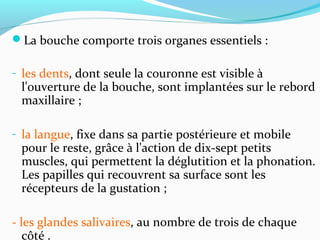 La bouche comporte trois organes essentiels :
- les dents, dont seule la couronne est visible à
l'ouverture de la bouche, sont implantées sur le rebord
maxillaire ;
- la langue, fixe dans sa partie postérieure et mobile
pour le reste, grâce à l'action de dix-sept petits
muscles, qui permettent la déglutition et la phonation.
Les papilles qui recouvrent sa surface sont les
récepteurs de la gustation ;
- les glandes salivaires, au nombre de trois de chaque
côté .
 