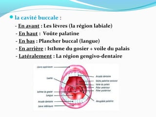 la cavité buccale :
- En avant : Les lèvres (la région labiale)
- En haut : Voûte palatine
- En bas : Plancher buccal (langue)
- En arrière : Isthme du gosier + voile du palais
- Latéralement : La région gengivo-dentaire
 