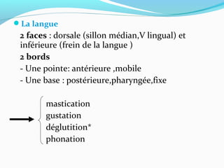 La langue
2 faces : dorsale (sillon médian,V lingual) et
inférieure (frein de la langue )
2 bords
- Une pointe: antérieure ,mobile
- Une base : postérieure,pharyngée,fixe
mastication
gustation
déglutition*
phonation
 