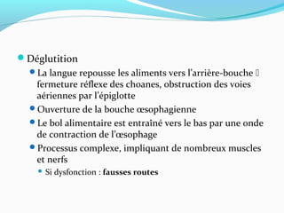 Déglutition
La langue repousse les aliments vers l’arrière-bouche 
fermeture réflexe des choanes, obstruction des voies
aériennes par l’épiglotte
Ouverture de la bouche œsophagienne
Le bol alimentaire est entraîné vers le bas par une onde
de contraction de l’œsophage
Processus complexe, impliquant de nombreux muscles
et nerfs
 Si dysfonction : fausses routes
 