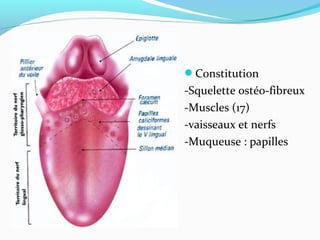 Constitution
-Squelette ostéo-fibreux
-Muscles (17)
-vaisseaux et nerfs
-Muqueuse : papilles
 
