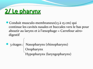 2/ Le pharynx2/ Le pharynx
Conduit musculo-membraneux(13 à 15 cm) qui
continue les cavités nasales et buccales vers le bas pour
aboutir au larynx et à l’œsophage = Carrefour aéro-
digestif
 3 étages : Nasopharynx (rhinopharynx)
Oropharynx
Hypopharynx (laryngopharynx)
 