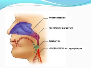 LE PHARYNXFosses nasales
Ou hypo-pharynx
ou Cavum
 
