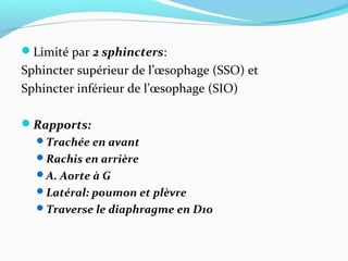 Limité par 2 sphincters:
Sphincter supérieur de l’œsophage (SSO) et
Sphincter inférieur de l’œsophage (SIO)
Rapports:
Trachée en avant
Rachis en arrière
A. Aorte à G
Latéral: poumon et plèvre
Traverse le diaphragme en D10
 