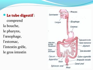 Le tube digestifLe tube digestif :
comprend
la bouche,
le pharynx,
l’œsophage,
l’estomac,
l’intestin grêle,
le gros intestin
 