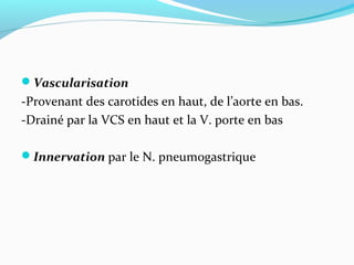 Vascularisation
-Provenant des carotides en haut, de l’aorte en bas.
-Drainé par la VCS en haut et la V. porte en bas
Innervation par le N. pneumogastrique
 