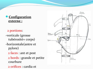 Configuration
externe :
2 portions:
-verticale (grosse
tubérosité+ corps)
-horizontale(antre et
pylore)
2 faces : ant et post
2 bords : grande et petite
courbure
2 orifices : cardia et
 