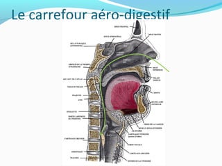 Le carrefour aéro-digestif
 