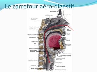 Le carrefour aéro-digestif
 