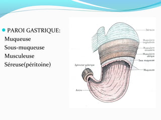 PAROI GASTRIQUE:
Muqueuse
Sous-muqueuse
Musculeuse
Séreuse(péritoine)
 