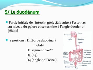 5/ Le duodénum5/ Le duodénum
Partie initiale de l’intestin grele ,fait suite à l’estomac
au niveau du pylore et se termine à l’angle duodéno-
jéjunal
 4 portions : D1(bulbe duodénal)
mobile
D2 segment fixe**
D3 (L4)
D4 (angle de Treitz )
 