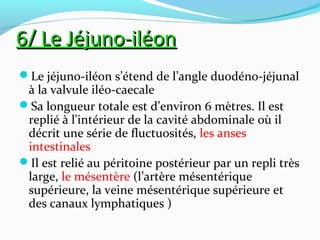 6/ Le Jéjuno-iléon6/ Le Jéjuno-iléon
Le jéjuno-iléon s’étend de l’angle duodéno-jéjunal
à la valvule iléo-caecale
Sa longueur totale est d’environ 6 mètres. Il est
replié à l'intérieur de la cavité abdominale où il
décrit une série de fluctuosités, les anses
intestinales
Il est relié au péritoine postérieur par un repli très
large, le mésentère (l’artère mésentérique
supérieure, la veine mésentérique supérieure et
des canaux lymphatiques )
 