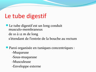 Le tube digestif
Le tube digestif est un long conduit
musculo-membraneux
de 10 à 12 m de long
s’étendant de l’entrée de la bouche au rectum
Paroi organisée en tuniques concentriques :
-Muqueuse
-Sous-muqueuse
-Musculeuse
-Enveloppe externe
 