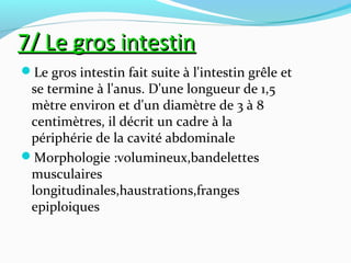 7/ Le gros intestin7/ Le gros intestin
Le gros intestin fait suite à l'intestin grêle et
se termine à l'anus. D'une longueur de 1,5
mètre environ et d'un diamètre de 3 à 8
centimètres, il décrit un cadre à la
périphérie de la cavité abdominale
Morphologie :volumineux,bandelettes
musculaires
longitudinales,haustrations,franges
epiploiques
 