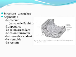 Structure : 4 couches
Segments :
-Le caecum
(valvule de Bauhin)
-L’appendice
-Le colon ascendant
-Le colon transverse
-Le colon descendant
-Le sigmoide
-Le rectum
 