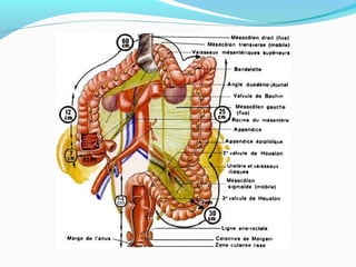 L’appareil digestif 1