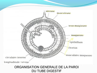 ORGANISATION GENERALE DE LA PAROI
DU TUBE DIGESTIF
 