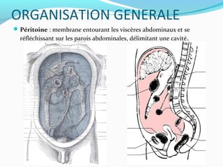 ORGANISATION GENERALE
Péritoine : membrane entourant les viscères abdominaux et se
réfléchissant sur les parois abdominales, délimitant une cavité.
 