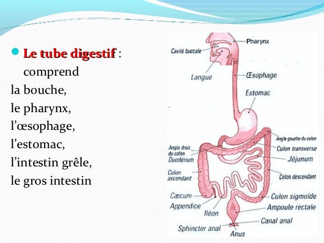 L Appareil Digestif 1 L Appareil Digestif 1
