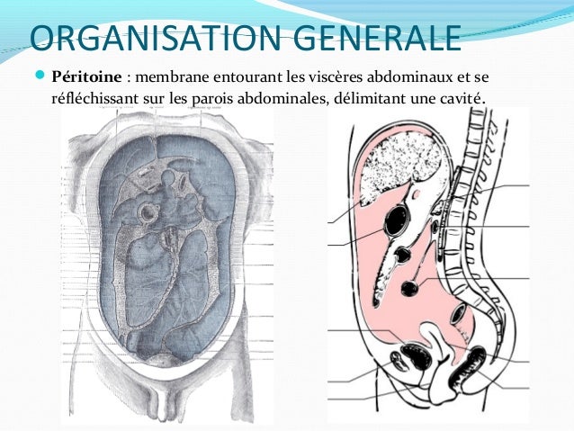L’appareil digestif 1