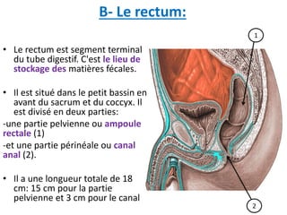 B- Le rectum:
• Le rectum est segment terminal
du tube digestif. C'est le lieu de
stockage des matières fécales.
• Il est situé dans le petit bassin en
avant du sacrum et du coccyx. Il
est divisé en deux parties:
-une partie pelvienne ou ampoule
rectale (1)
-et une partie périnéale ou canal
anal (2).
• Il a une longueur totale de 18
cm: 15 cm pour la partie
pelvienne et 3 cm pour le canal
1
2
 