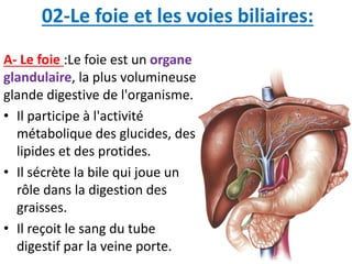02-Le foie et les voies biliaires:
A- Le foie :Le foie est un organe
glandulaire, la plus volumineuse
glande digestive de l'organisme.
• Il participe à l'activité
métabolique des glucides, des
lipides et des protides.
• Il sécrète la bile qui joue un
rôle dans la digestion des
graisses.
• Il reçoit le sang du tube
digestif par la veine porte.
 