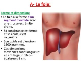 A- Le foie:
Forme et dimension:
• Le foie a la forme d'un
segment d'ovoïde avec
une grosse extrémité
droite.
• Sa consistance est ferme
et sa couleur est
rougeâtre.
• Son poids est d'environ
1500 grammes.
• Ces dimensions
moyennes sont: longueur:
28 cm largeur: 16 cm
épaisseur: 8 cm.
 