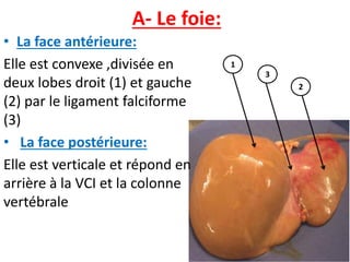 A- Le foie:
• La face antérieure:
Elle est convexe ,divisée en
deux lobes droit (1) et gauche
(2) par le ligament falciforme
(3)
• La face postérieure:
Elle est verticale et répond en
arrière à la VCI et la colonne
vertébrale
2
3
1
 