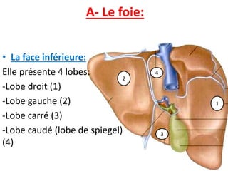 A- Le foie:
• La face inférieure:
Elle présente 4 lobes:
-Lobe droit (1)
-Lobe gauche (2)
-Lobe carré (3)
-Lobe caudé (lobe de spiegel)
(4)
1
4
3
2
 