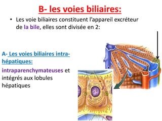 B- les voies biliaires:
• Les voie biliaires constituent l’appareil excréteur
de la bile, elles sont divisée en 2:
A- Les voies biliaires intra-
hépatiques:
intraparenchymateuses et
intégrés aux lobules
hépatiques
 