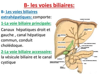B- les voies biliaires:
B- Les voies biliaires
extrahépatiques: comporte:
1-La voie biliaire principale:
Canaux hépatiques droit et
gauche , canal hépatique
commun, conduit
cholédoque.
2-La voie biliaire accessoire:
la vésicule biliaire et le canal
cystique
 