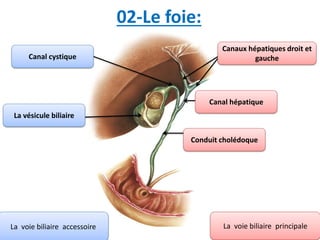 02-Le foie:
Canaux hépatiques droit et
gauche
Canal hépatique
Conduit cholédoque
La vésicule biliaire
Canal cystique
La voie biliaire principaleLa voie biliaire accessoire
 