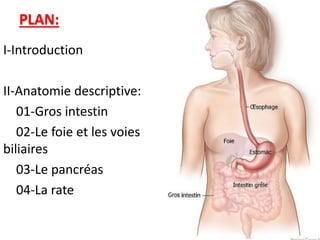 PLAN:
I-Introduction
II-Anatomie descriptive:
01-Gros intestin
02-Le foie et les voies
biliaires
03-Le pancréas
04-La rate
 