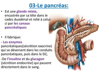 03-Le pancréas:
• Est une glande mixte,
encastrée par sa tête dans le
cades duodénal et relié à celui-
ci par les canaux
pancréatiques
• Il fabrique:
- Les enzymes
pancréatiques(sécrétion exocrine)
qui se déversent dans les conduits
pancréatiques, puis dans le D2,
-De l’insuline et du glucagon
(sécrétion endocrine) qui passent
directement dans le sang.
 