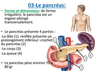 03-Le pancréas:
• Forme et dimensions: de forme
irrégulière, le pancréas est un
organe allongé
transversalement.
• Le pancréas présente 4 parties :
-La tête (1): renflée présente un
prolongement inférieur: crochet
du pancréas (2)
-Le corps (3)
-La queue (4)
• Le pancréas pèse environ 70 à
80 gr
4
2
3
1
 