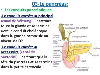03-Le pancréas:
• Les conduits pancréatiques:
-Le conduit excréteur principal
(canal de Wirsung):il parcourt
toute la glande et se termine
avec le conduit cholédoque
dans la grande caroncule au
niveau de D2.
-Le conduit excréteur
accessoire (canal de
Santorini):il parcourt que la
tête du pancréas et se termine
dans la petite caroncule.
 