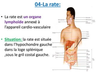 04-La rate:
• La rate est un organe
lymphoïde annexé à
l’appareil cardio-vasculaire
• Situation: la rate est située
dans l’hypochondre gauche
dans la loge splénique
,sous le gril costal gauche.
 