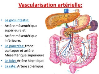 Vascularisation artérielle:
• Le gros intestin:
- Artère mésentérique
supérieure et
- Artère mésentérique
inférieure.
• Le pancréas: tronc
cœliaque et artère
Mésentérique supérieure
• Le foie: Artère hépatique
• La rate: Artère splénique
 