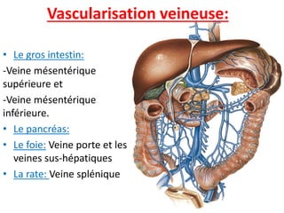Vascularisation veineuse:
• Le gros intestin:
-Veine mésentérique
supérieure et
-Veine mésentérique
inférieure.
• Le pancréas:
• Le foie: Veine porte et les
veines sus-hépatiques
• La rate: Veine splénique
 
