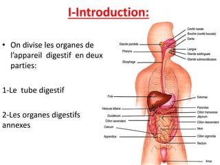 I-Introduction:
• On divise les organes de
l’appareil digestif en deux
parties:
1-Le tube digestif
2-Les organes digestifs
annexes
 